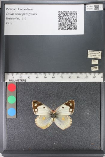 Media type: image;   Entomology 125264